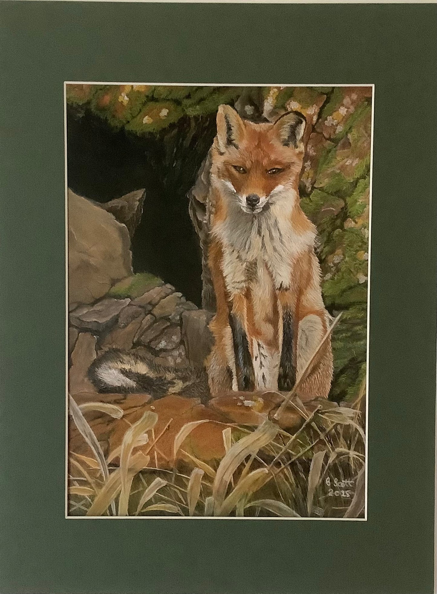 “Fox on the Rocks” A4 Print in a Forest Green Mount