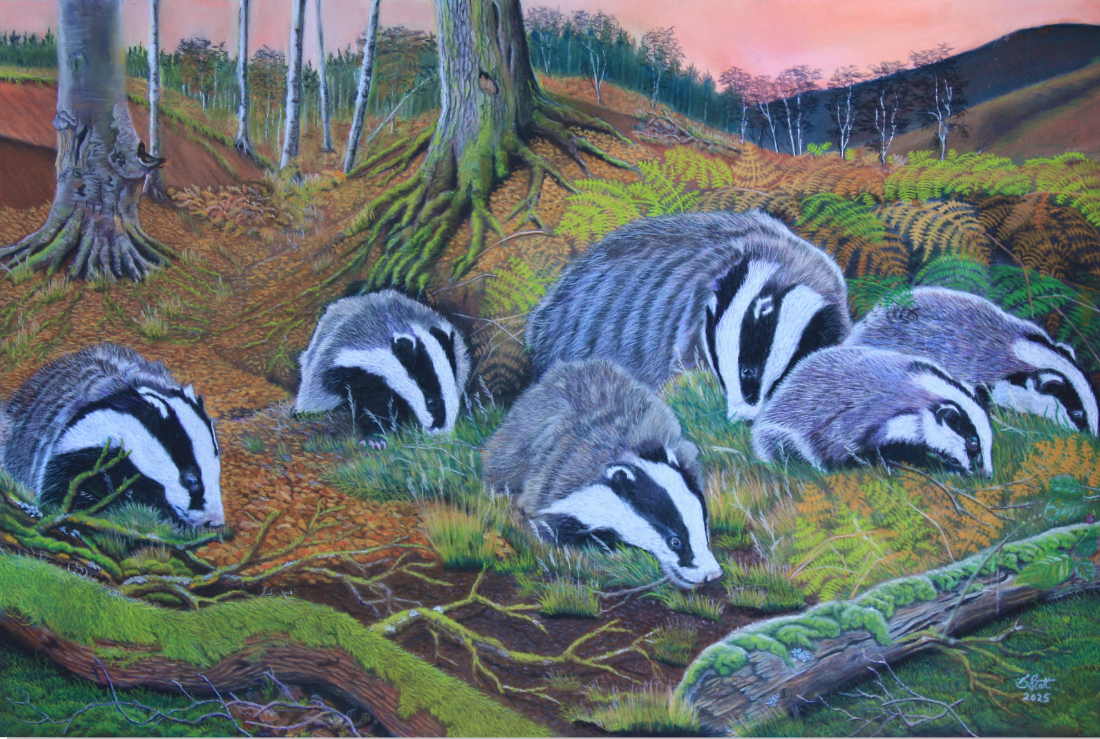 A4 Badger Print