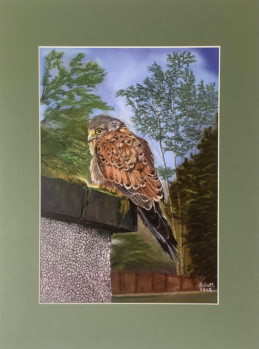 Kestrel